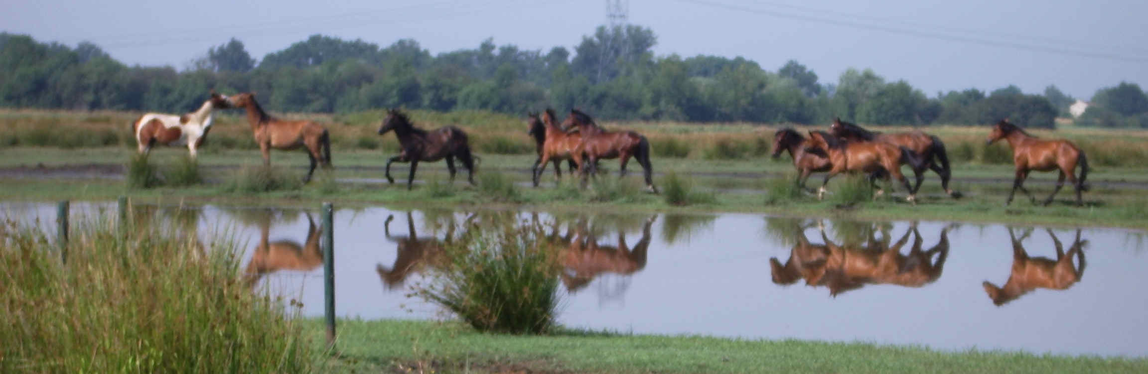 chevaux  Montferrand